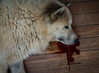 Un chien avec une hémorragie
