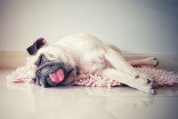 Un chien allongé en plein soleil