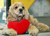 Un chien tient un coeur rouge dans ses pattes