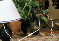 Un petit chien mâchonne le fil électrique d'une lampe