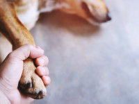 Un homme tient la patte d'un chien inconscient