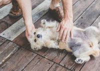 Un homme examine un chien allongé sur le dos