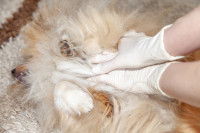 Un homme prend le pouls d'un chien