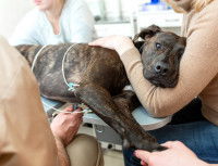 Un vétérinaire fait un électrocardiogramme sur un chien cardiaque