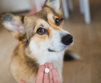 Un homme donne un médicament à un chien Corgi