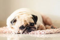 Un chien Carlin malade couché sur le sud