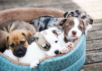 Un panier rempli de petits chiots