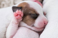 Un chiot Jack Russel qui vient au monde