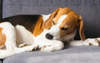 Un chien Beagle malade allongé sur le canapé