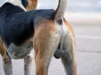 Les testicules et l'arrière-train d'un chien Beagle