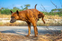 Un chien fait pipi sur le bord du chemin