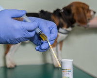 Le traitement de la cystite infectieuse chez le chien