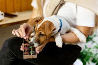 Un Jack Russell renifle des chocolats de Noël dans les bras de sa maîtresse
