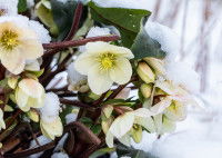Une Rose de Noël dans la neige