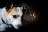 Un chien observe une araignée accrochée sur sa toile