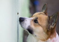 Un chien observe une guêpe posée sur un mur