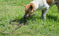 Un chien se bat avec un serpent dans un jardin