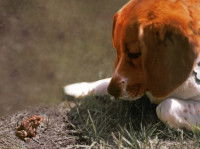 Un chien observe un petit crapaud dans le jardin
