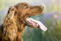 Un chien halète parce qu'il a chaud