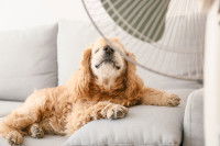 Un chien se rafraîchit avec un ventilateur