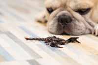 Un Bouledogue Français observe un scorpion