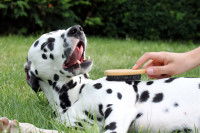 Protéger son chien contre les parasites pendant l'été