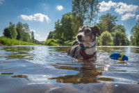 Un chien se baigne dans un lac en été