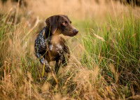 Un chien se promène au milieu des herbes et des épillets