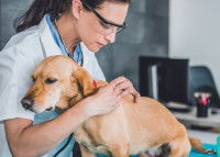 Une vétérinaire cherche des puces dans le pelage d'un chien
