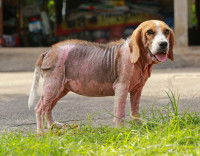 Un chien Beagle atteint de démodécie généralisée