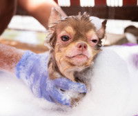 Un homme lave son Chihuahua et lui fait un shampoing