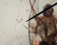 Des Demodex Canis vus au microscope