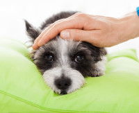 Un chien fatigué allongé sur un coussin, avec sa maîtresse qui lui fait une caresse