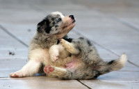 Un chiot Border Collie bleu merle se gratte