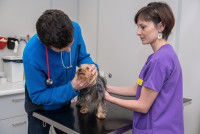 Un vétérinaire examine un Yorkshire à son cabinet