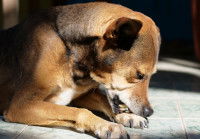 Un chien se gratte intensément une patte avant