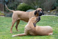 Deux chiens se font un câlin dans un jardin