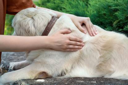 Huile de coco et dermatite atopique - Dermatite Atopique Canine