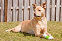 Un chien avec un pansement à la patte est assis dans le jardin