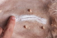 Une femme met un baume sur la cicatrice d'un chien