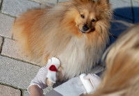 Une femme fait un pansement à un chien qui saigne