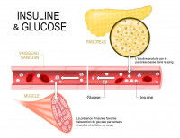 Rôle de l'insuline dans la régulation de la glycémie