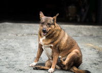 Un chien obèse assis sur le sol