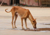 Chien très maigre en train de boire