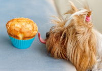 Chien mangeant un gâteau