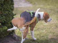 Chien en train d'uriner contre un arbre