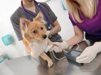 Vétérinaire en train de prendre la tension artérielle d'un chien