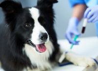 Vétérinaire faisant une prise de sang à un Border Collie