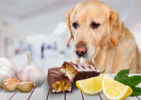 Un Golden Retriever devant des aliments toxiques (chocolat, oignons...)