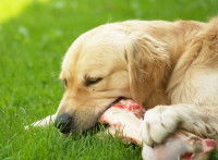 Une maladie infectieuse